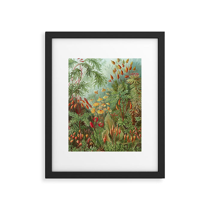 Scientific Illustration of Moss in the Forest -  Haeckel, 1904 Framed Art Print Gallery Image 1