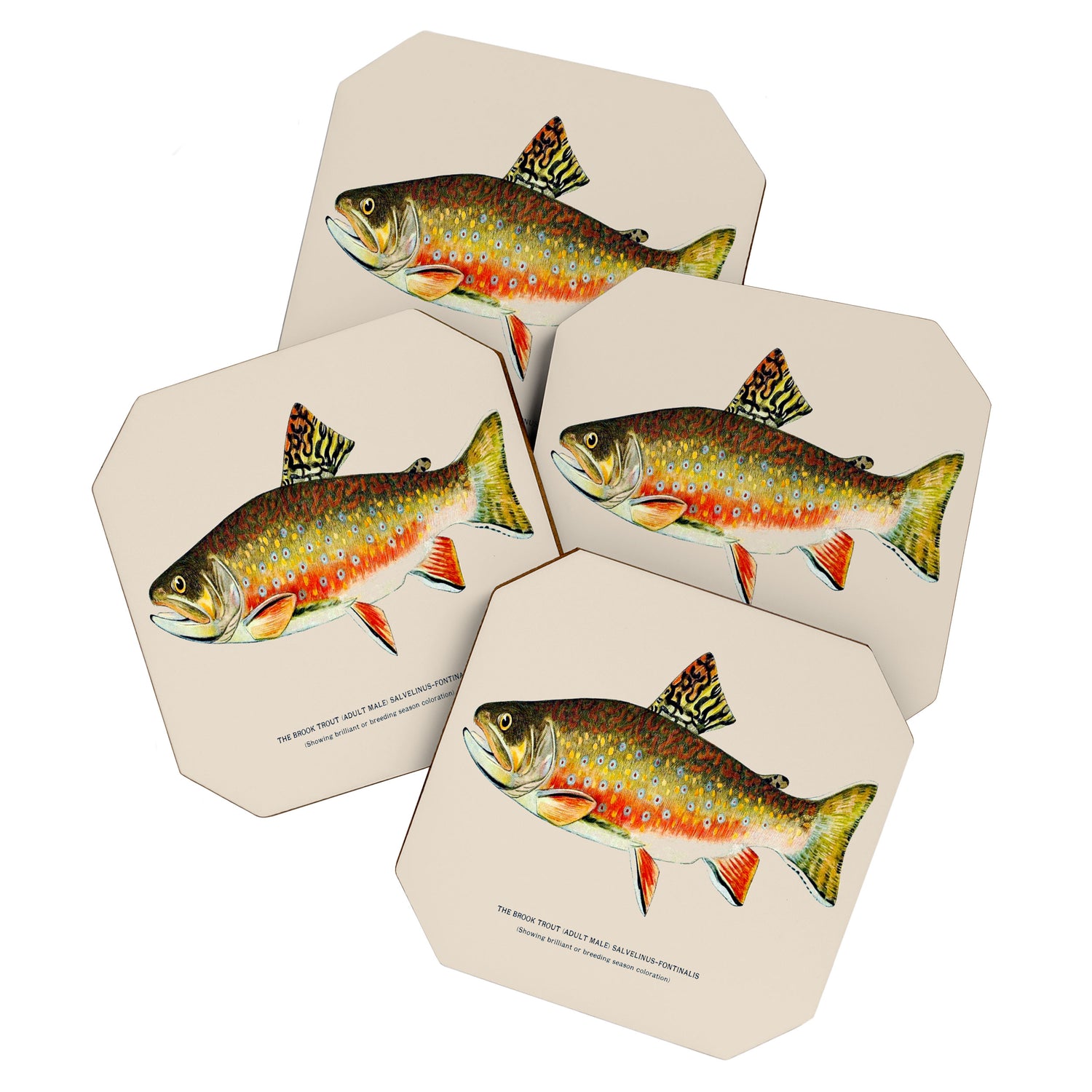 Brook Trout Coaster Gallery Image 1