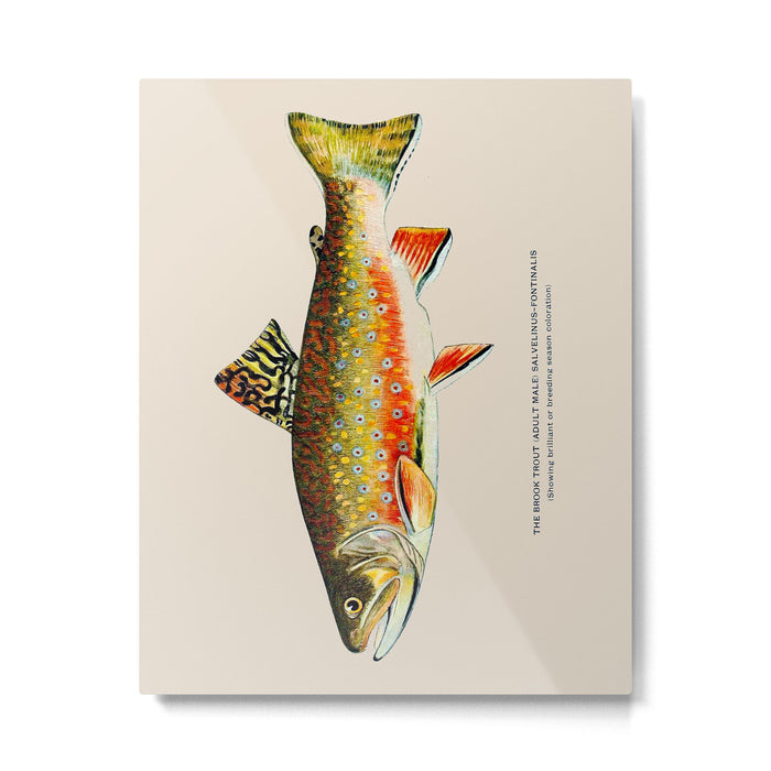 Brook Trout Metal Print Gallery Image 1