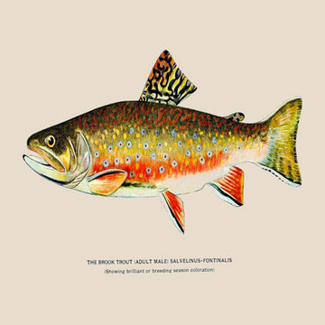 Vintage Wildlife Shop