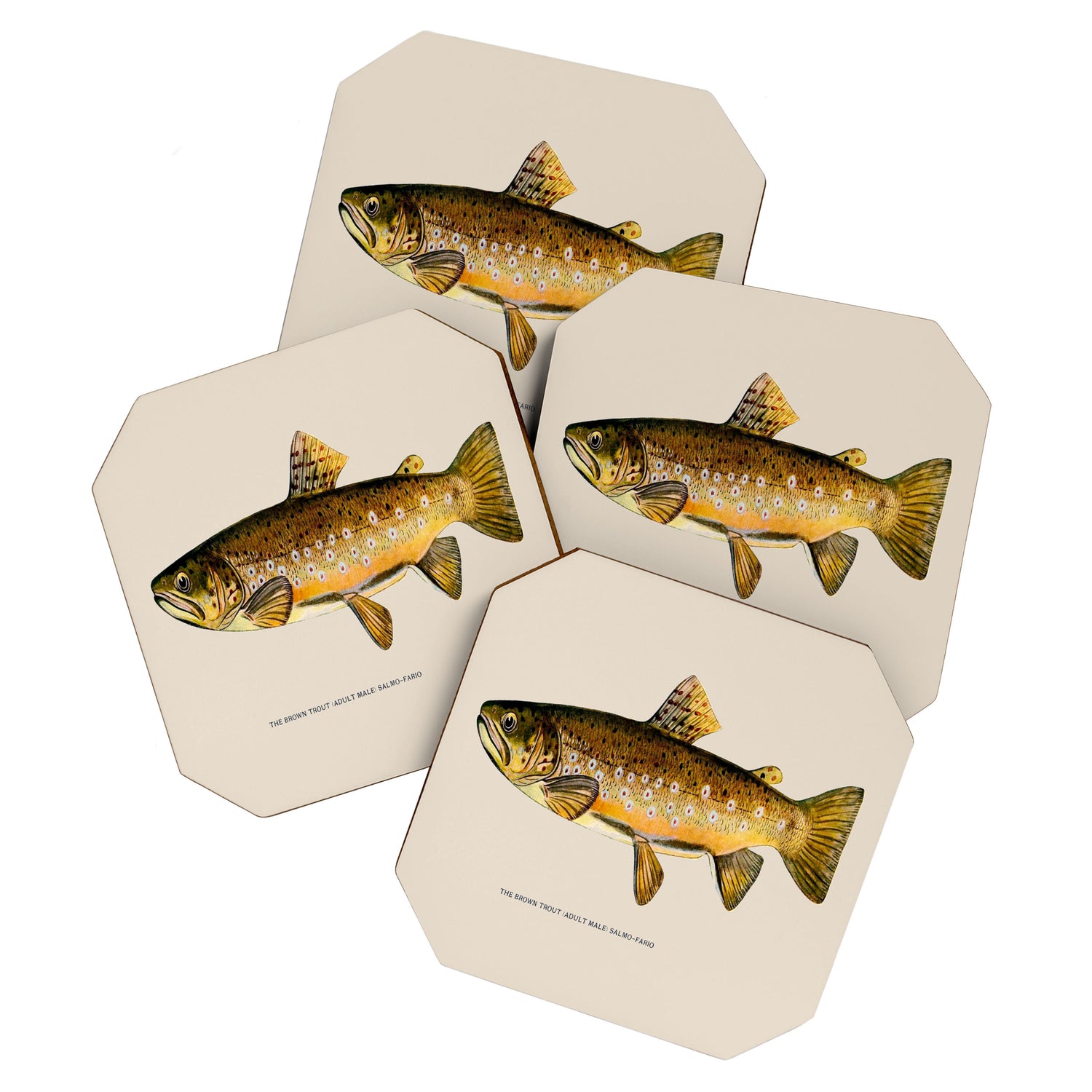 The Brown Trout Coaster Gallery Image 1