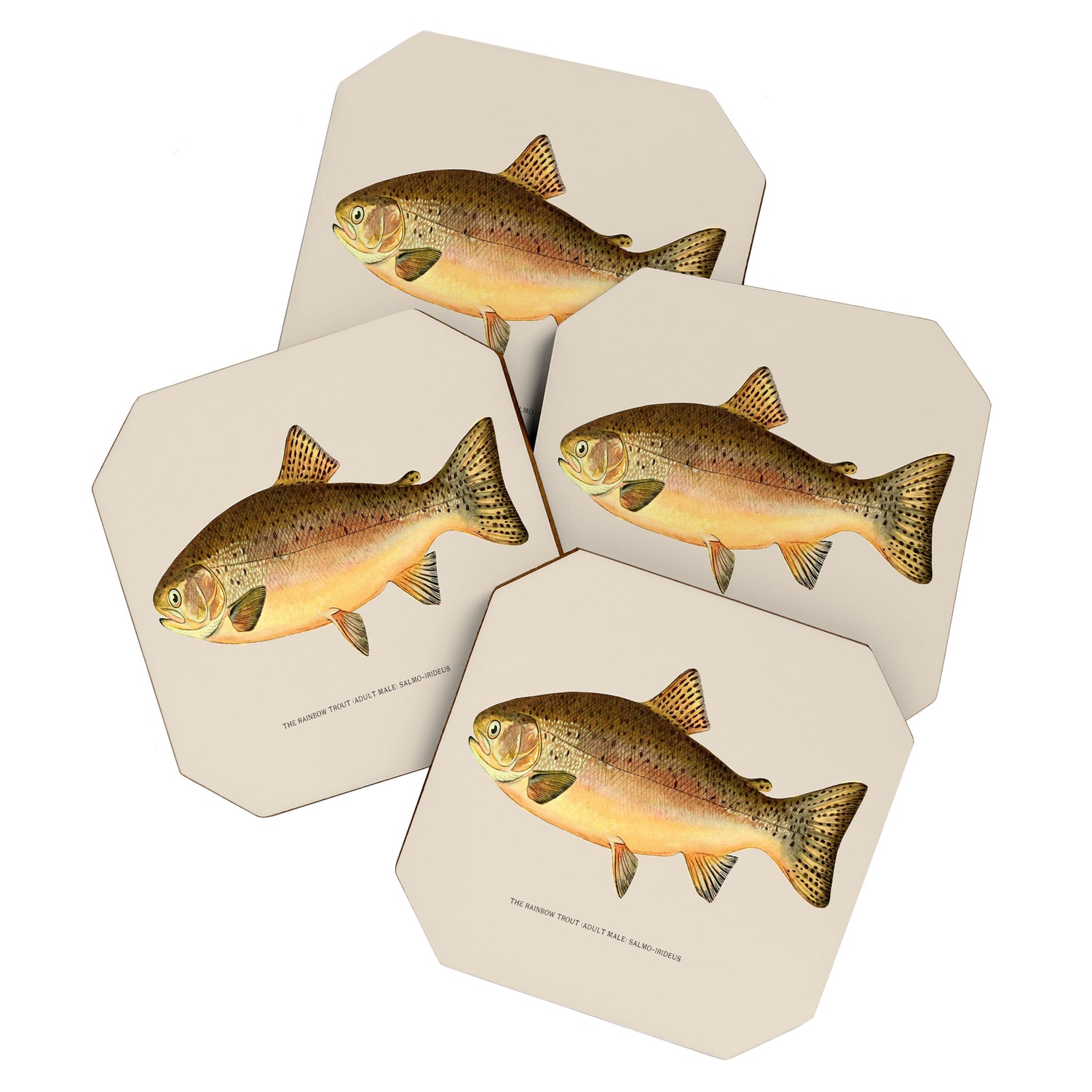 The Rainbow Trout Coaster Gallery Image 1