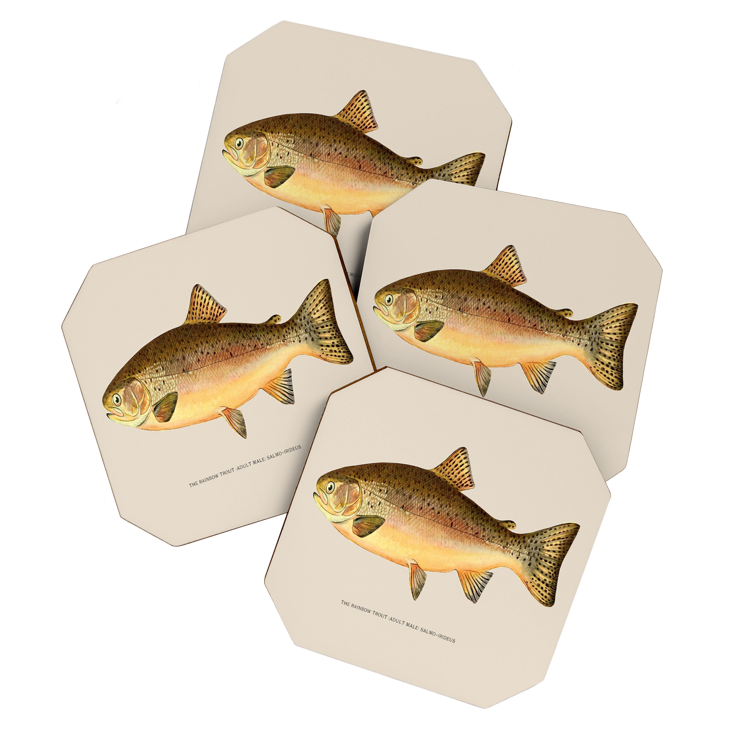 The Rainbow Trout Coaster Gallery Image 1