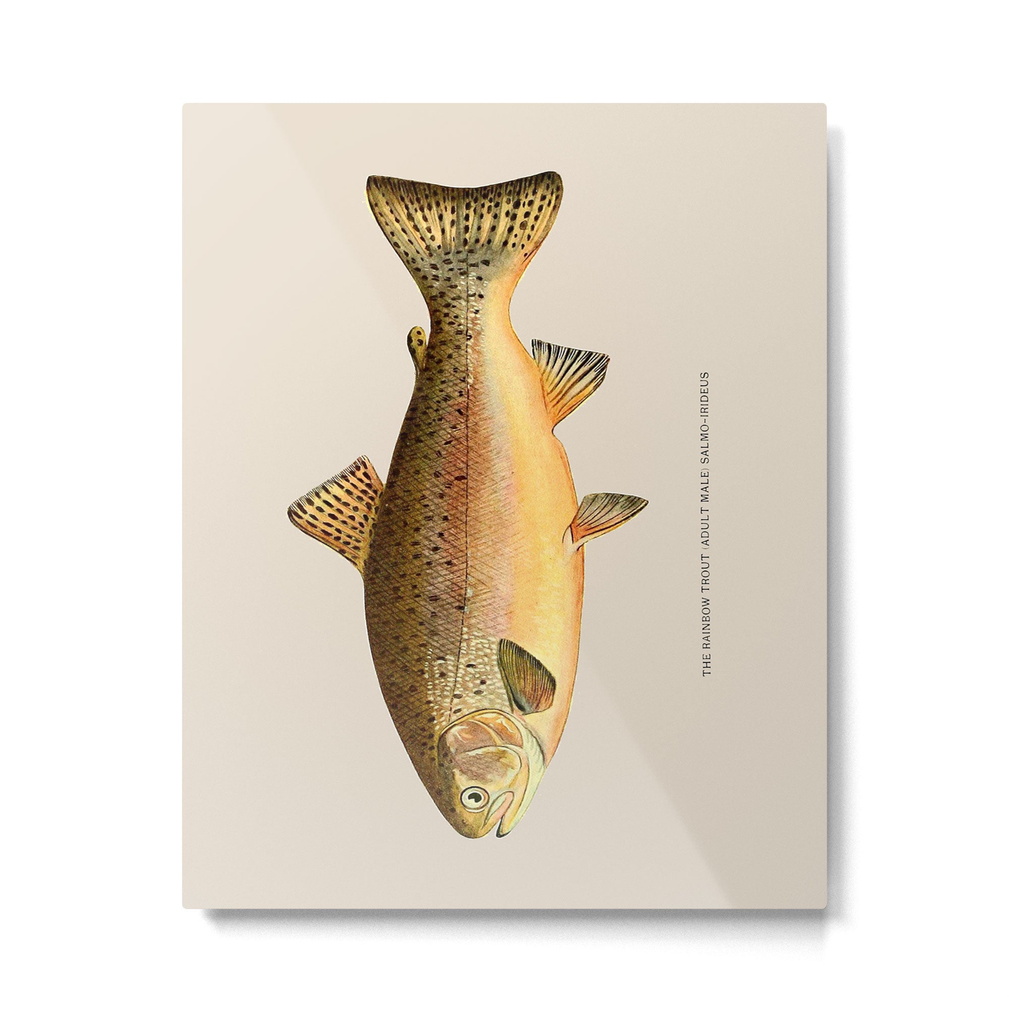 The Rainbow Trout Metal Print Gallery Image 4