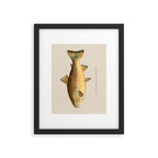 The Rainbow Trout Framed Art Print Gallery Image 5