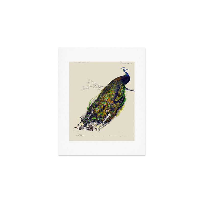 Vintage Peacock Art Print Gallery Image 1