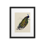 Vintage Peacock Framed Art Print Gallery Image 6