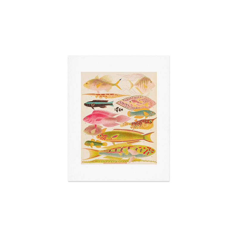 Colorful Tropical Fishes Vintage Sea Life Illustration Art Print Gallery Image 1