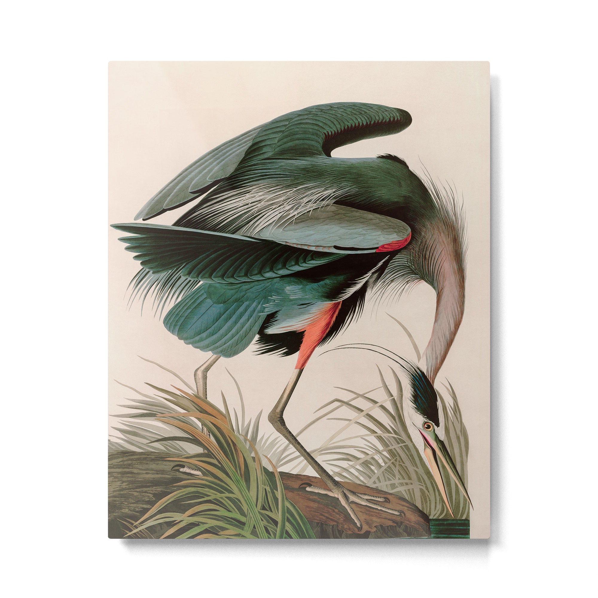 Great Blue Heron Birds of America Audubon Illustration Metal Print Gallery Image 4