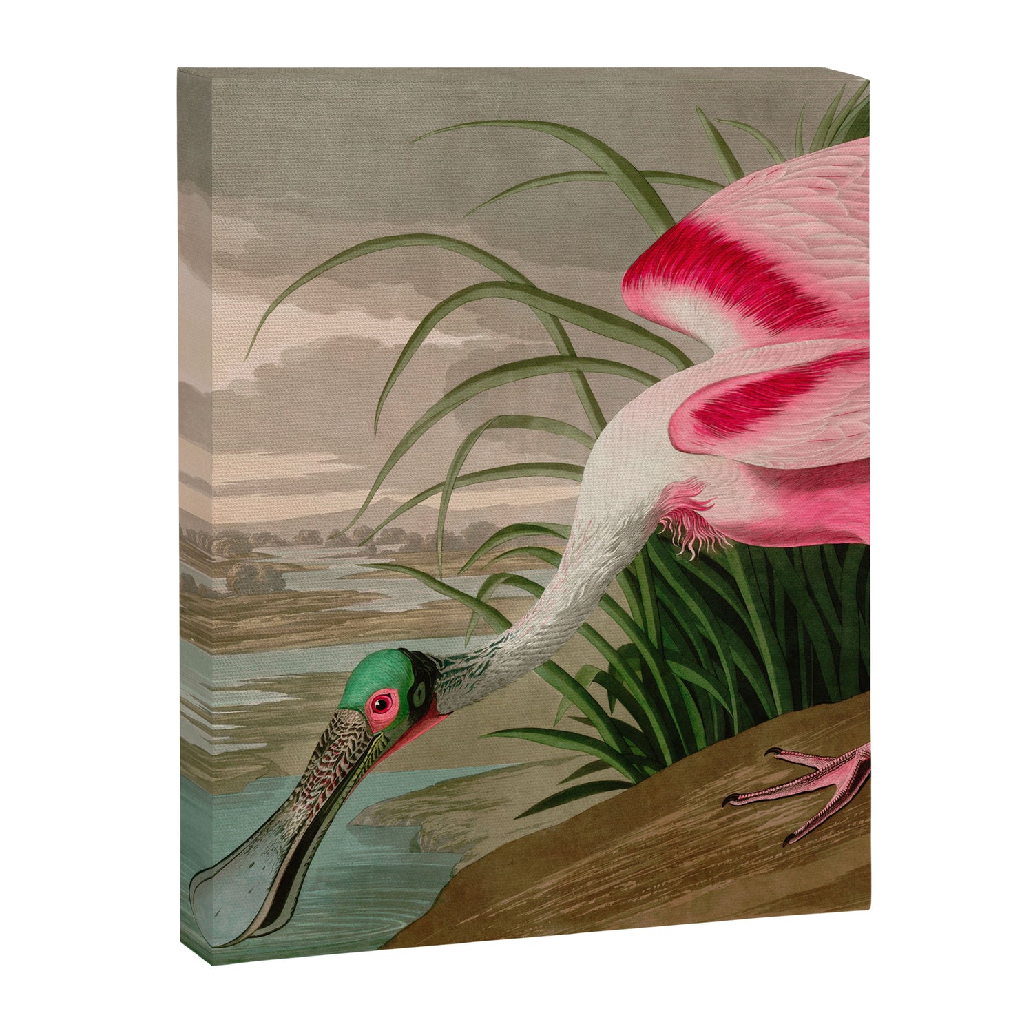 Roseate Spoonbill Birds of America Audubon Illustration Bird Lovers Gift Canvas Print Gallery Image 3
