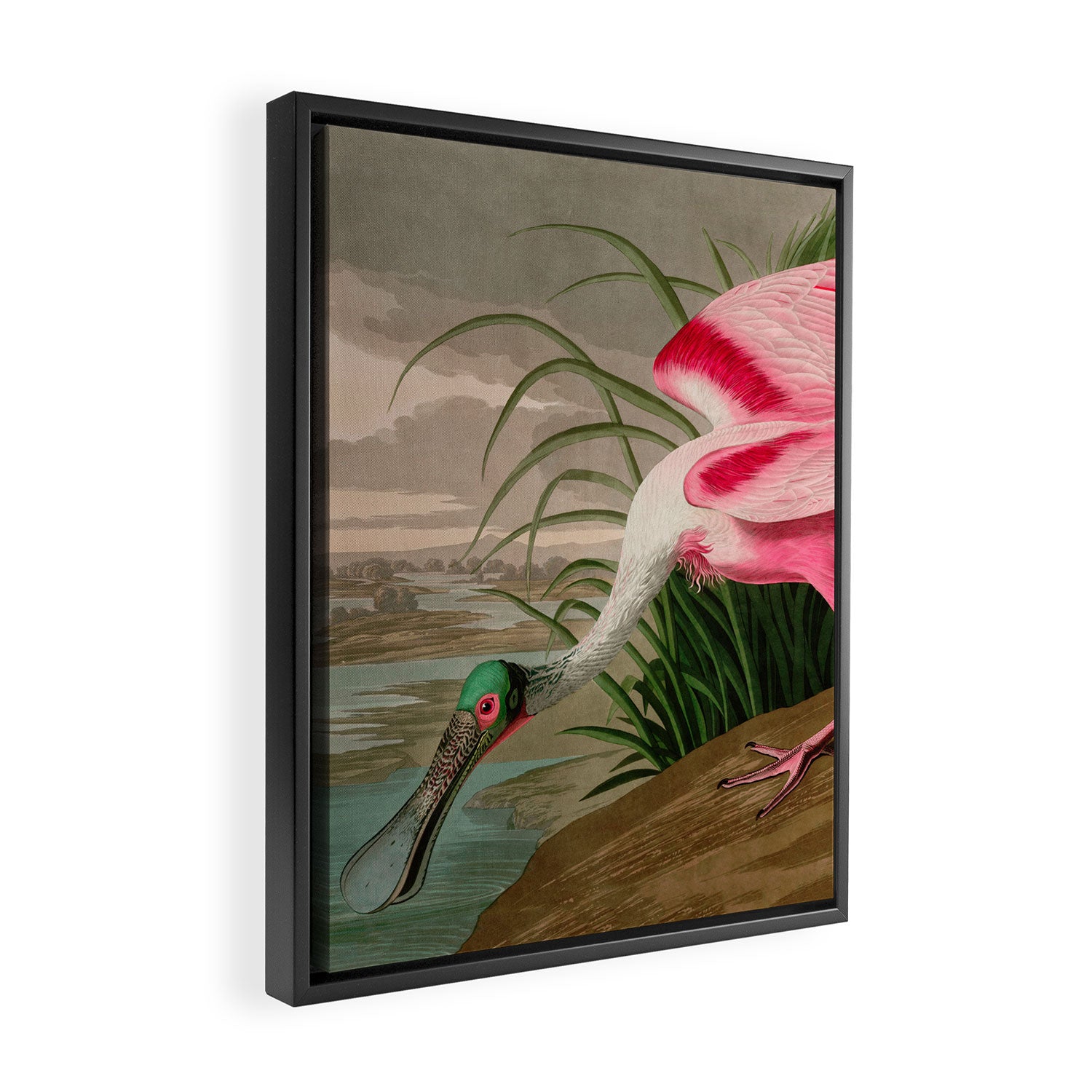 Roseate Spoonbill Birds of America Audubon Illustration Bird Lovers Gift Framed Canvas Print Gallery Image 2