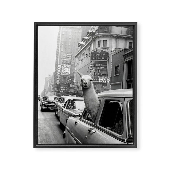Llama Riding In Taxi Framed Canvas Print Gallery Image 1