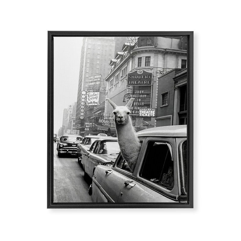 Llama Riding In Taxi Framed Canvas Print Gallery Image 6