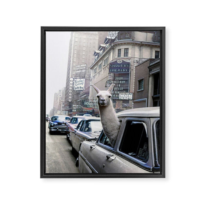 Llama Riding In Taxi In Color Framed Canvas Print Gallery Image 1