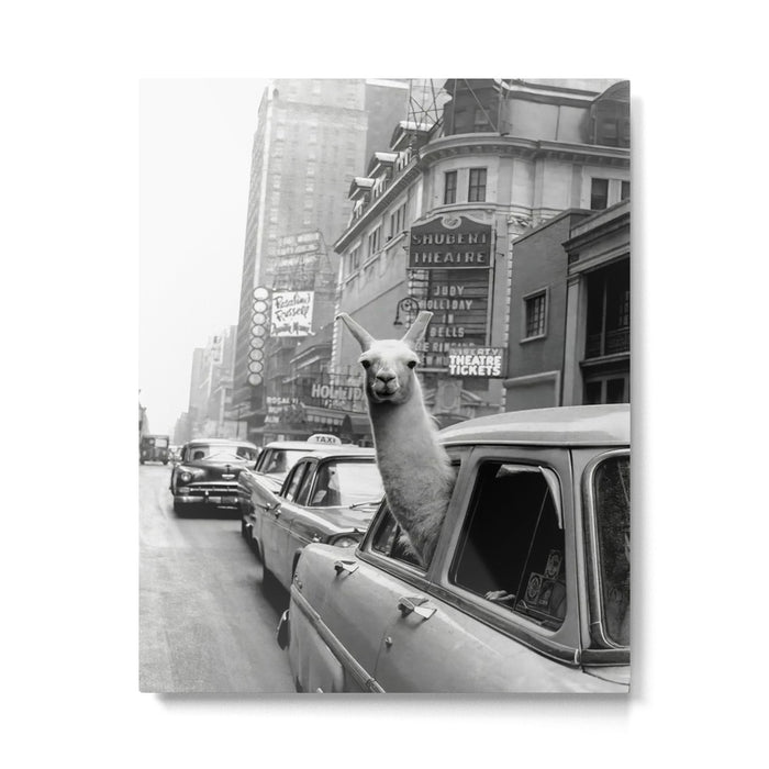 Llama Riding In Taxi Metal Print Gallery Image 1