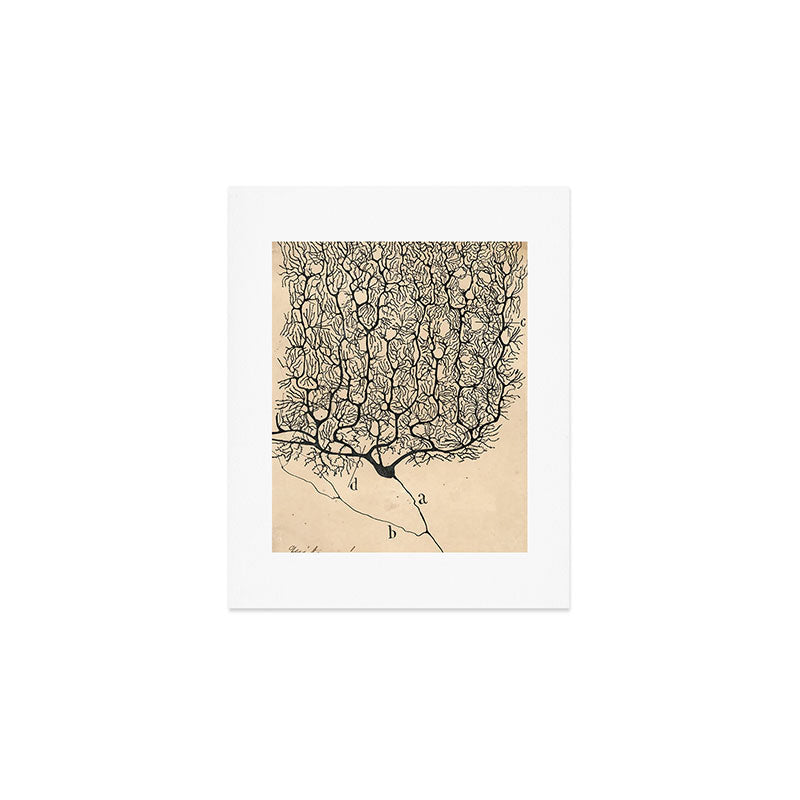 Neuron Drawing By Santiago Ramón Y Cajal Art Print Gallery Image 1