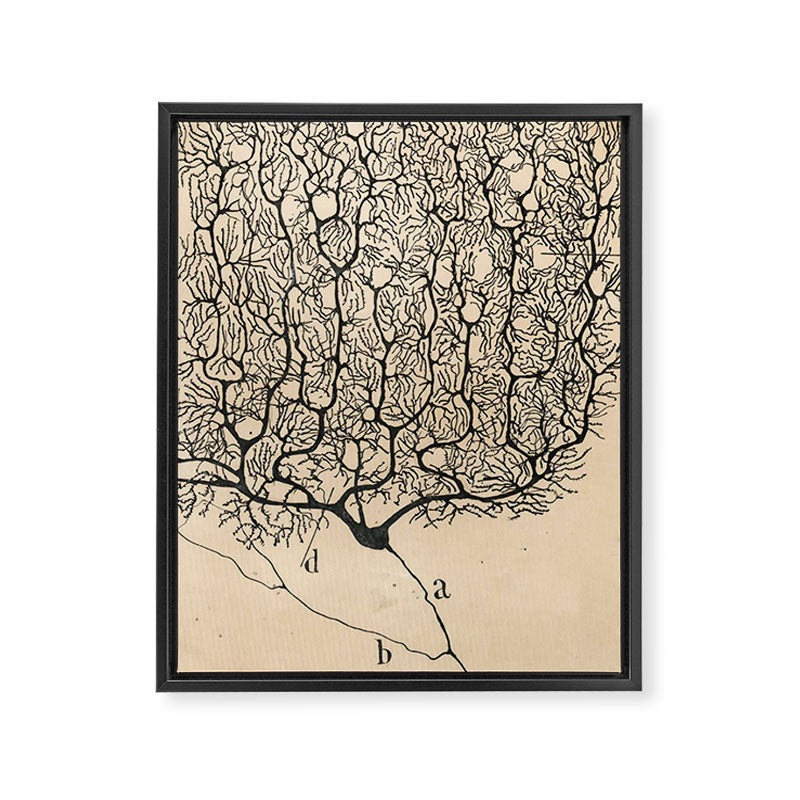 Neuron Drawing By Santiago Ramón Y Cajal Framed Canvas Print Gallery Image 3