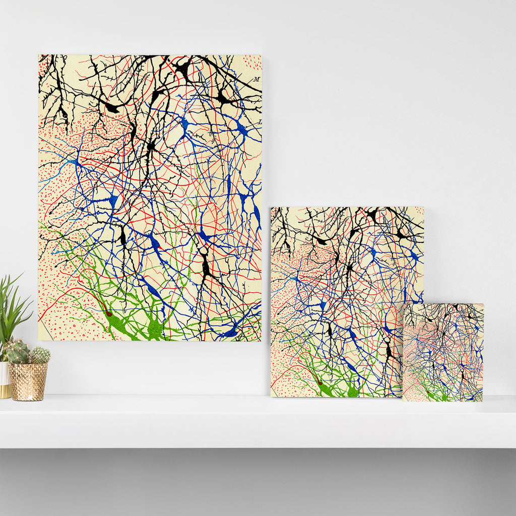 Santiago Ramón Y Cajal Nerve Cells Canvas Print Gallery Image 3