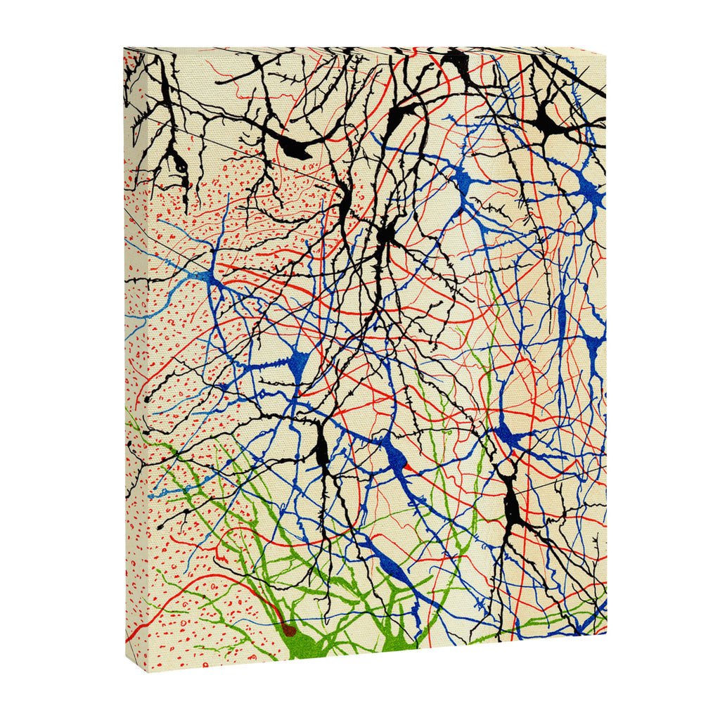 Santiago Ramón Y Cajal Nerve Cells Canvas Print Gallery Image 3
