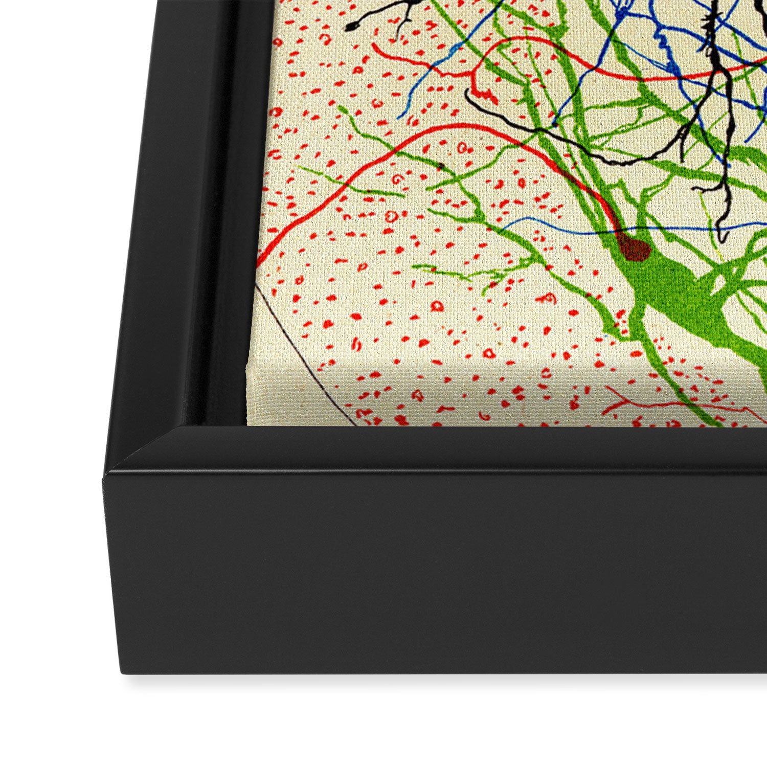 Santiago Ramón Y Cajal Nerve Cells Framed Canvas Print Gallery Image 3