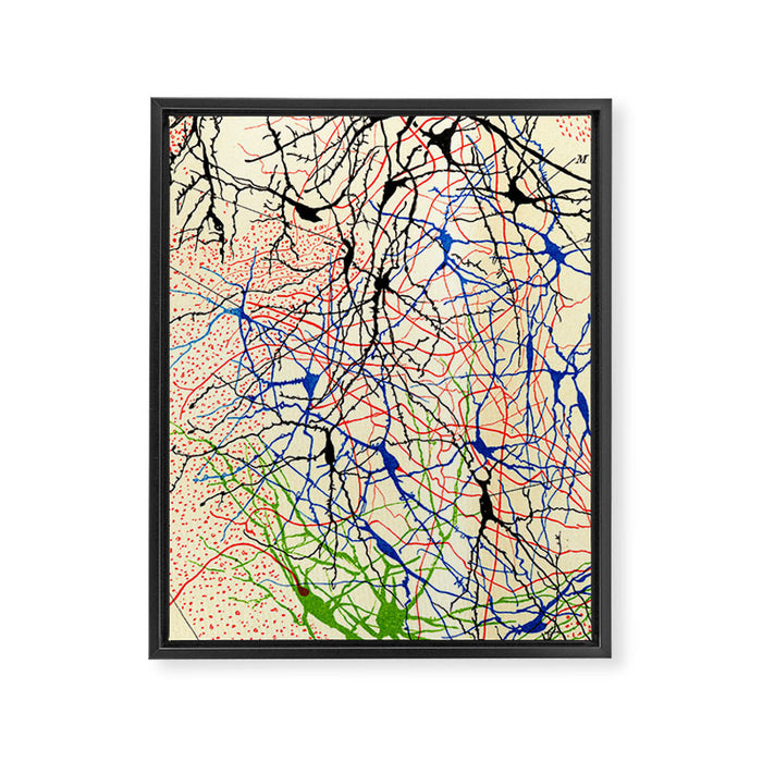Santiago Ramón Y Cajal Nerve Cells Framed Canvas Print Gallery Image 1