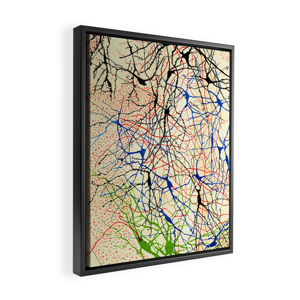 Santiago Ramón Y Cajal Nerve Cells Framed Canvas Print Gallery Image 2