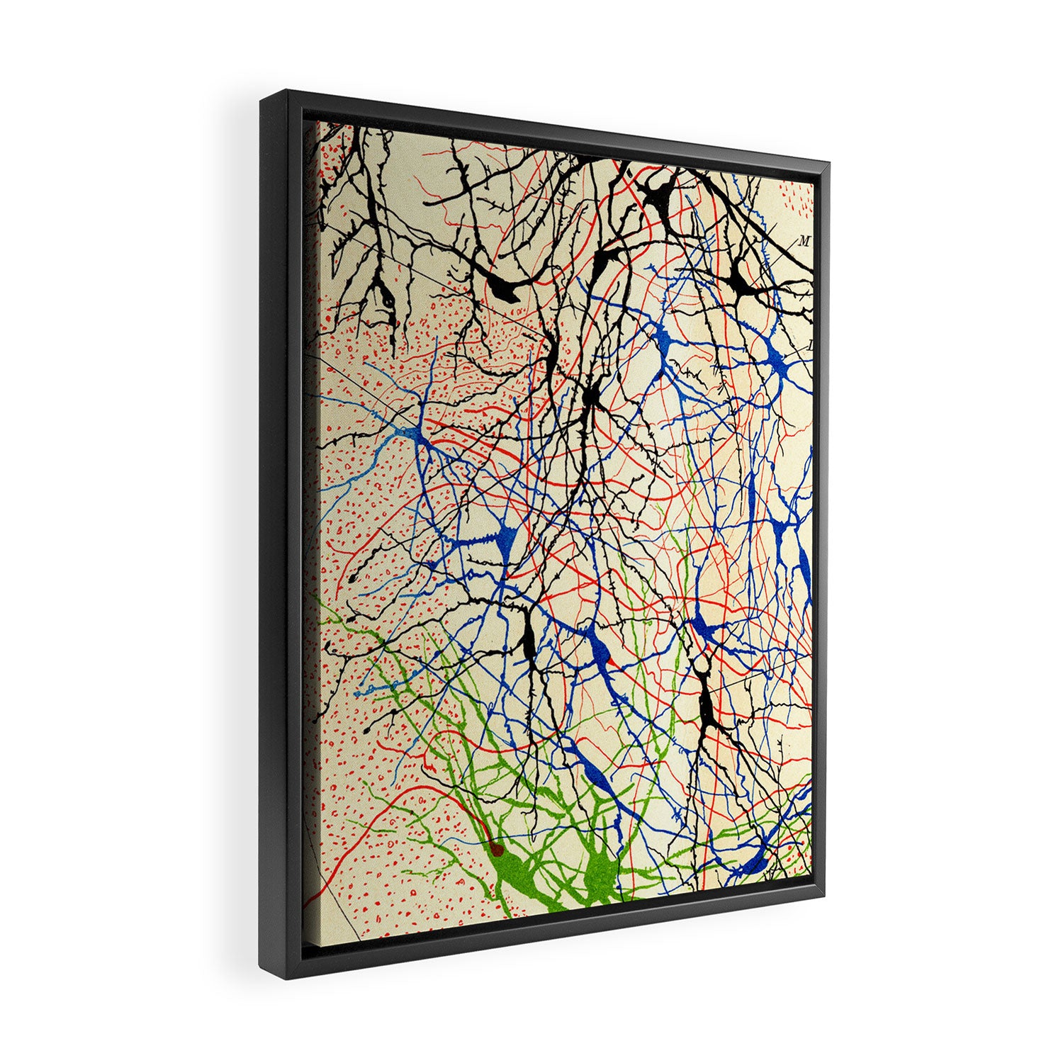 Santiago Ramón Y Cajal Nerve Cells Framed Canvas Print Gallery Image 2