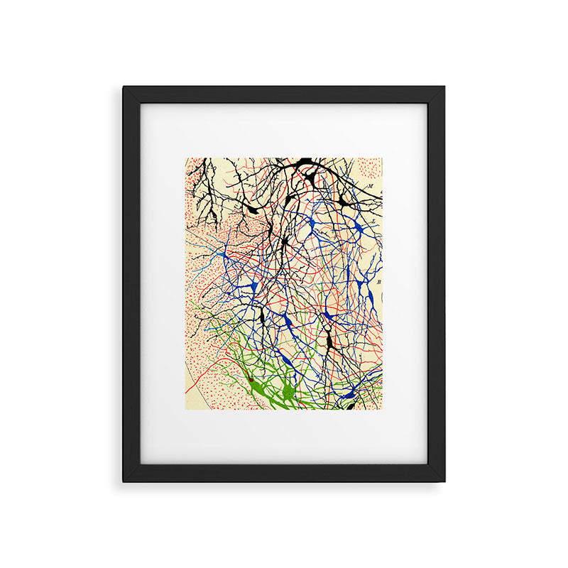 Santiago Ramón Y Cajal Nerve Cells Framed Art Print Gallery Image 5