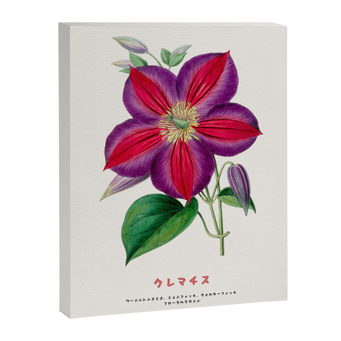 Clematis Japanese Flower Canvas Print Gallery Image 1