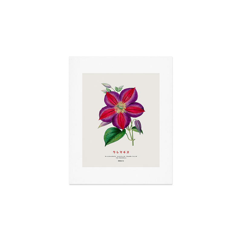 Clematis Japanese Flower Art Print Gallery Image 1