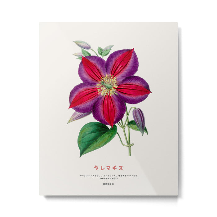 Clematis Japanese Flower Metal Print Gallery Image 1