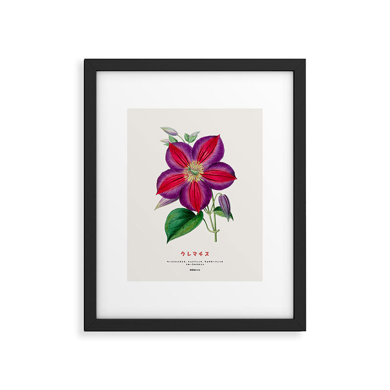 Clematis Japanese Flower Framed Art Print Gallery Image 5