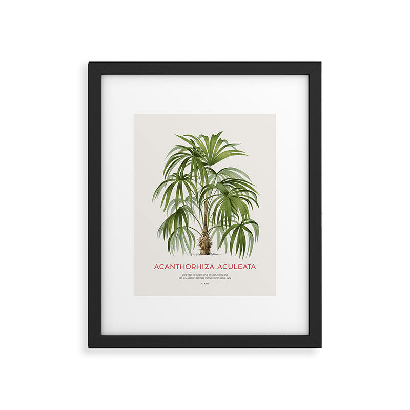 Cryosophila palm tree Framed Art Print Gallery Image 5