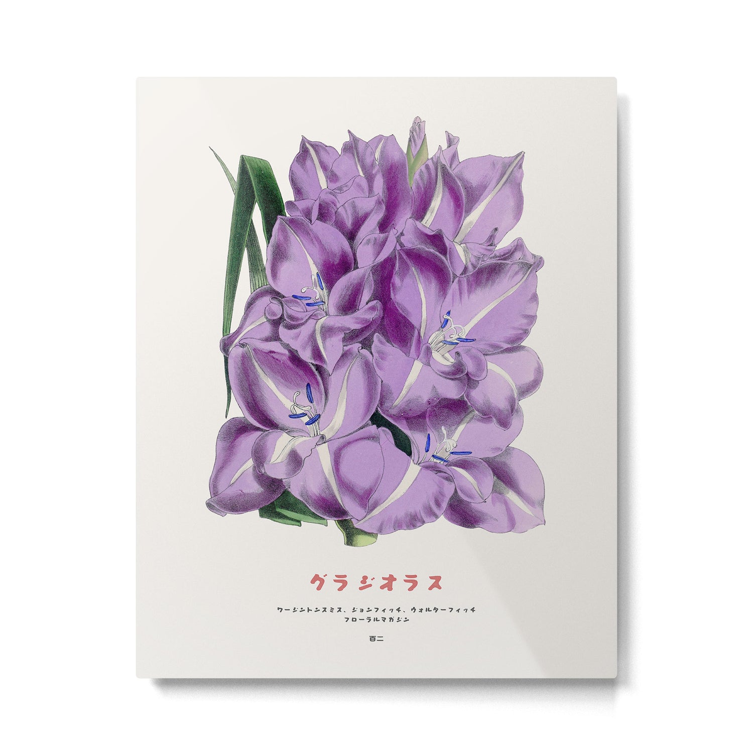 Gladiolus Japanese Botanical Chart Metal Print Gallery Image 4