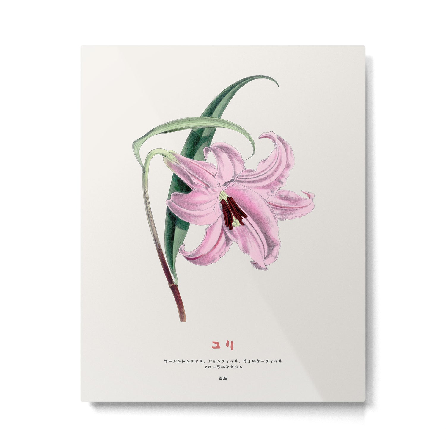 Japanese lily Metal Print Gallery Image 4