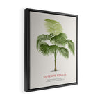 Palmiteiro palm tree scientific art Framed Canvas Print Gallery Image 2