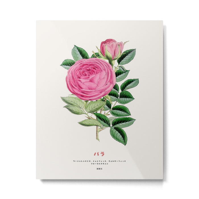 Pink Japanese Rose Metal Print Gallery Image 1