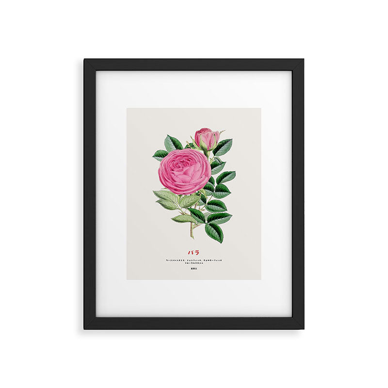 Pink Japanese Rose Framed Art Print Gallery Image 5