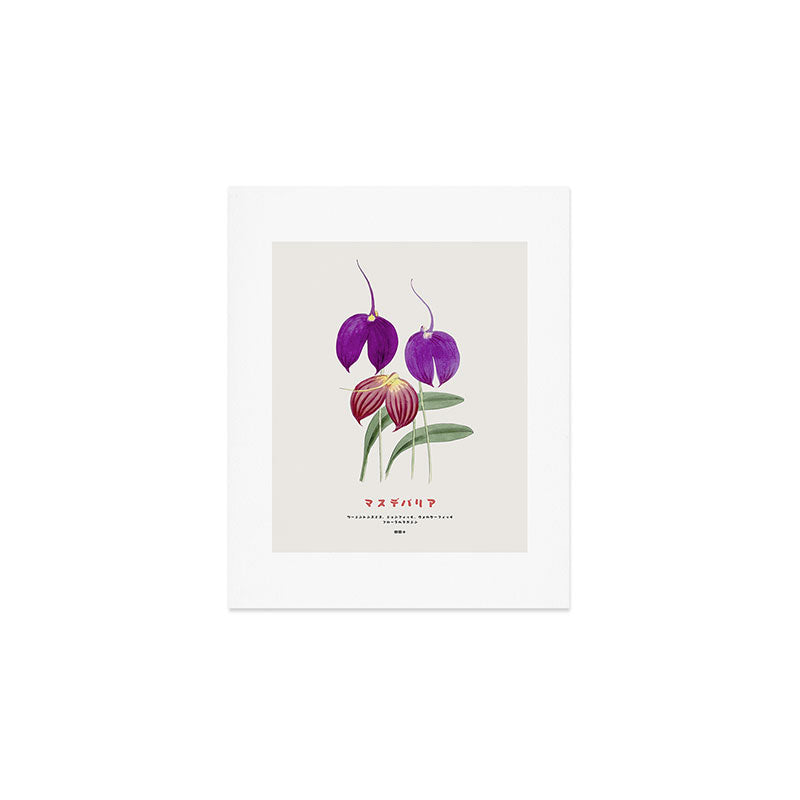 Vintage Masdevallia Flowers Art Print Gallery Image 1
