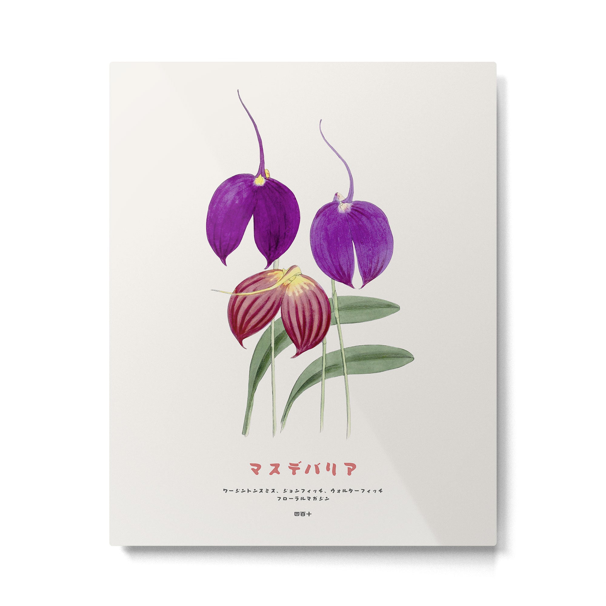 Vintage Masdevallia Flowers Metal Print Gallery Image 4