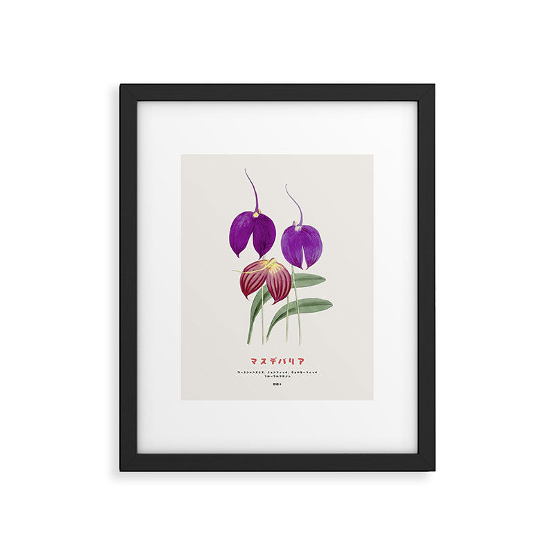 Vintage Masdevallia Flowers Framed Art Print Gallery Image 5