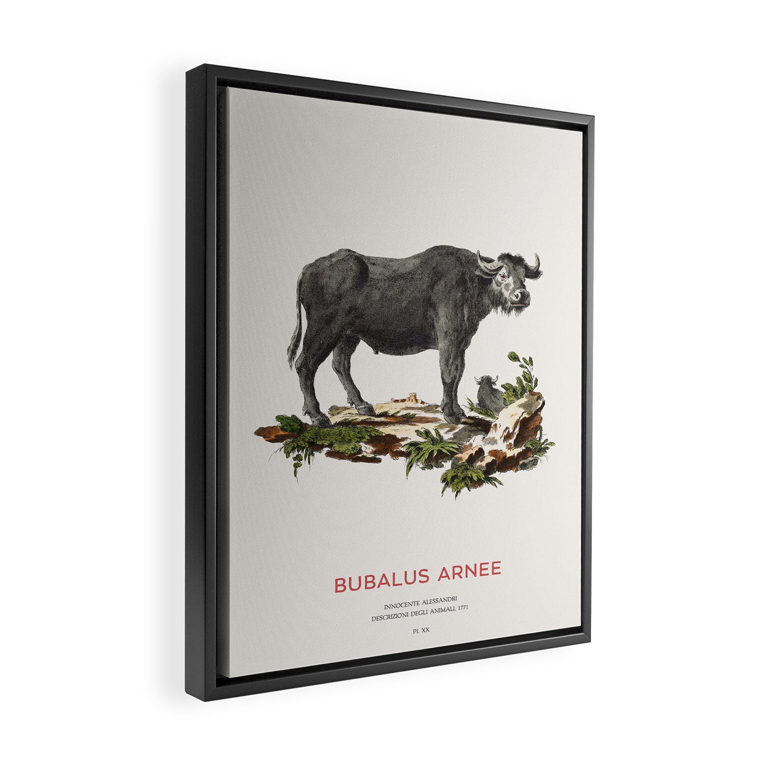 Wild water buffalo Scientific Art Framed Canvas Print Gallery Image 2