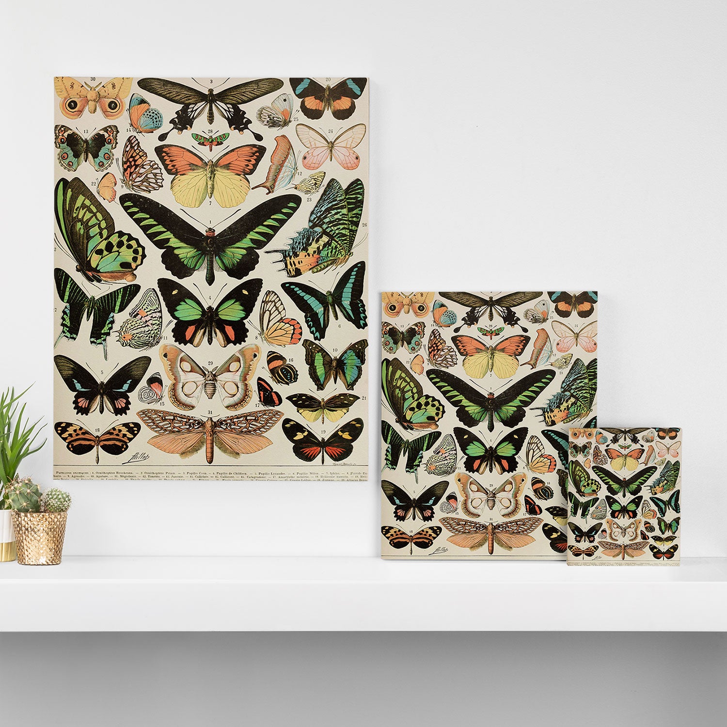 Papillon II Vintage French Butterfly Chart by Adolphe Millot Canvas Print Gallery Image 3