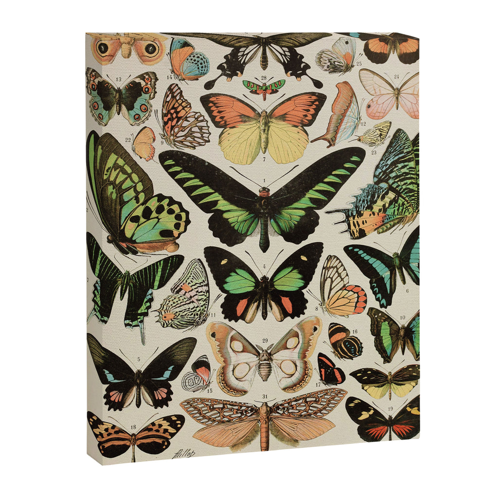 Papillon II Vintage French Butterfly Chart by Adolphe Millot Canvas Print Gallery Image 3