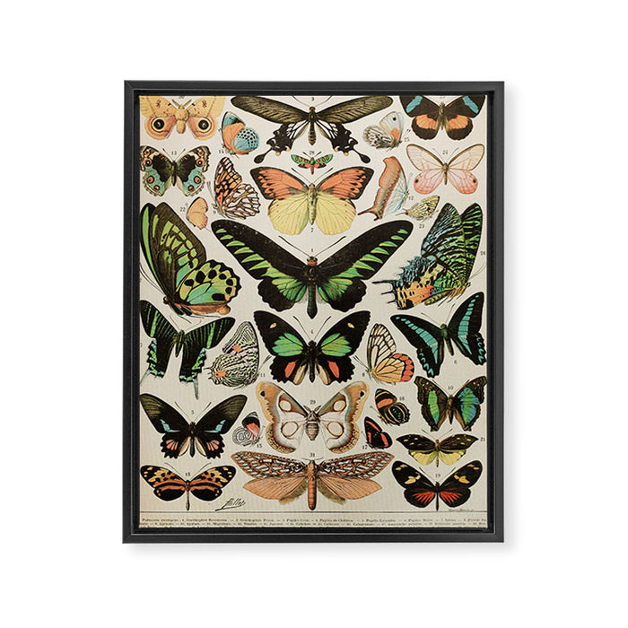 Papillon II Vintage French Butterfly Chart by Adolphe Millot Framed Canvas Print Gallery Image 1