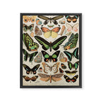 Papillon II Vintage French Butterfly Chart by Adolphe Millot Framed Canvas Print Gallery Image 3