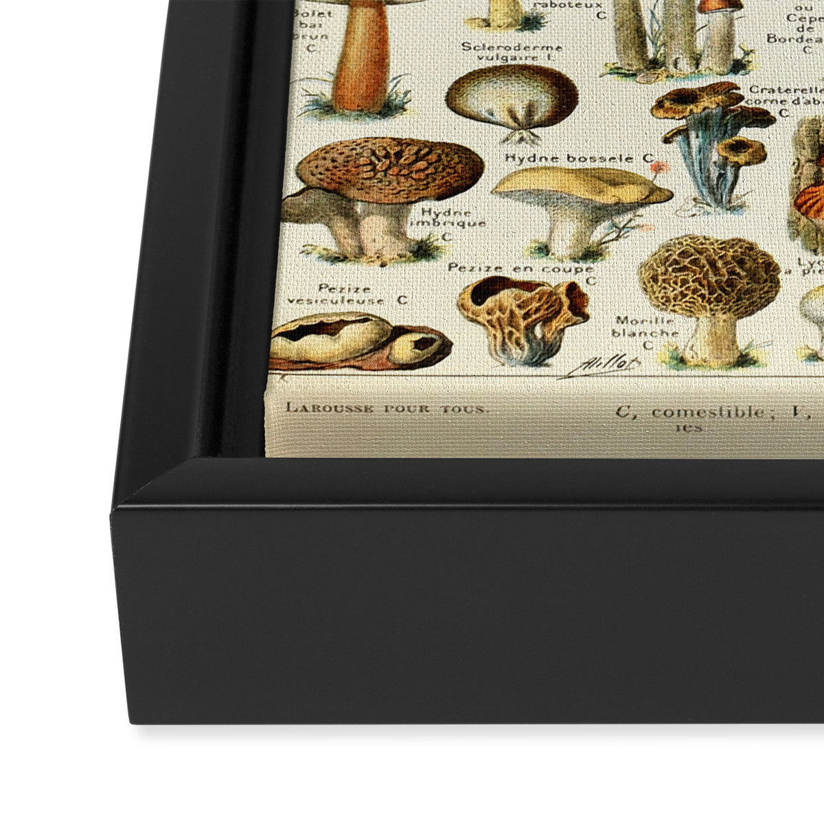 Vintage Mushroom & Fungi Chart by Adolphe Millot Framed Canvas Print Gallery Image 3
