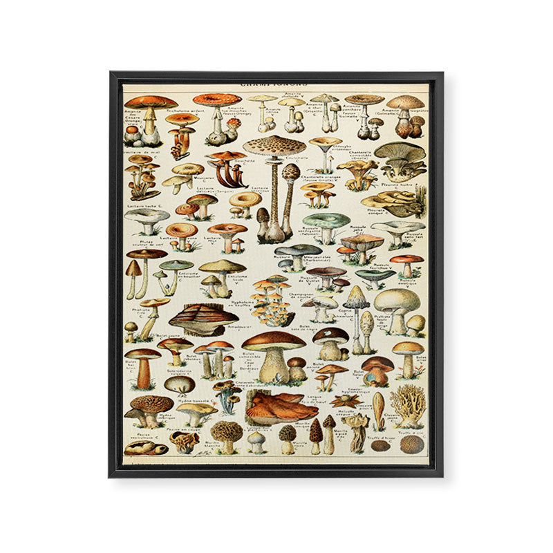 Vintage Mushroom & Fungi Chart by Adolphe Millot Framed Canvas Print Gallery Image 6