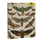 Vintage Scientific Moth Chart Canvas Print Gallery Image 6