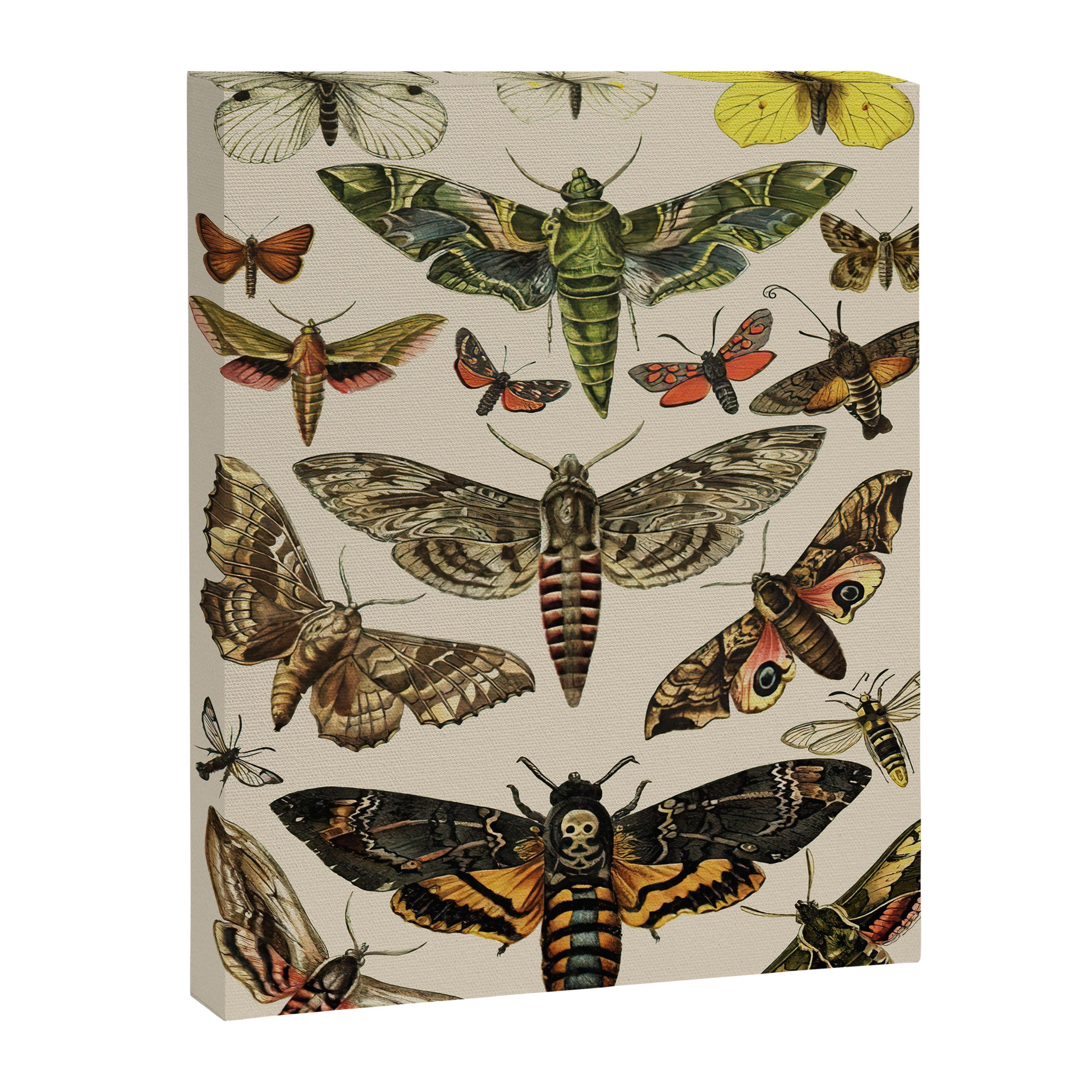 Vintage Scientific Moth Chart Canvas Print Gallery Image 6
